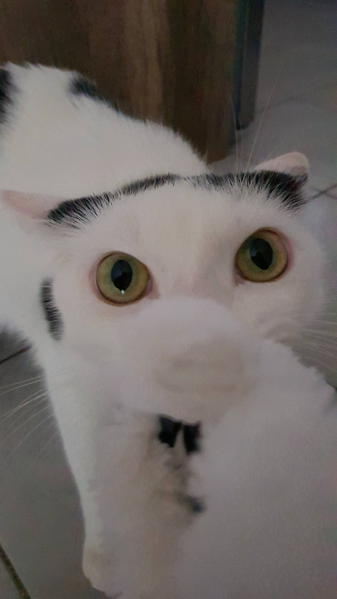 Clyde a rejoint le concours — aidez-le/la à gagner de superbes lots ! carnivore, cat, close_up, domestic_short_haired_cat, felidae, fur, small_to_medium_sized_cats, snout, whiskers