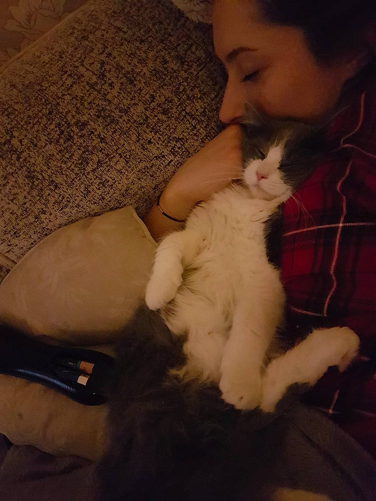 Darcey joined the competition — help win amazing prizes! carnivore, cat, ear, fawn, felidae, fur, kitten, lap, paw, person, puppy_love, ragdoll, skin, small_to_medium_sized_cats, tail, turkish_van, whiskers