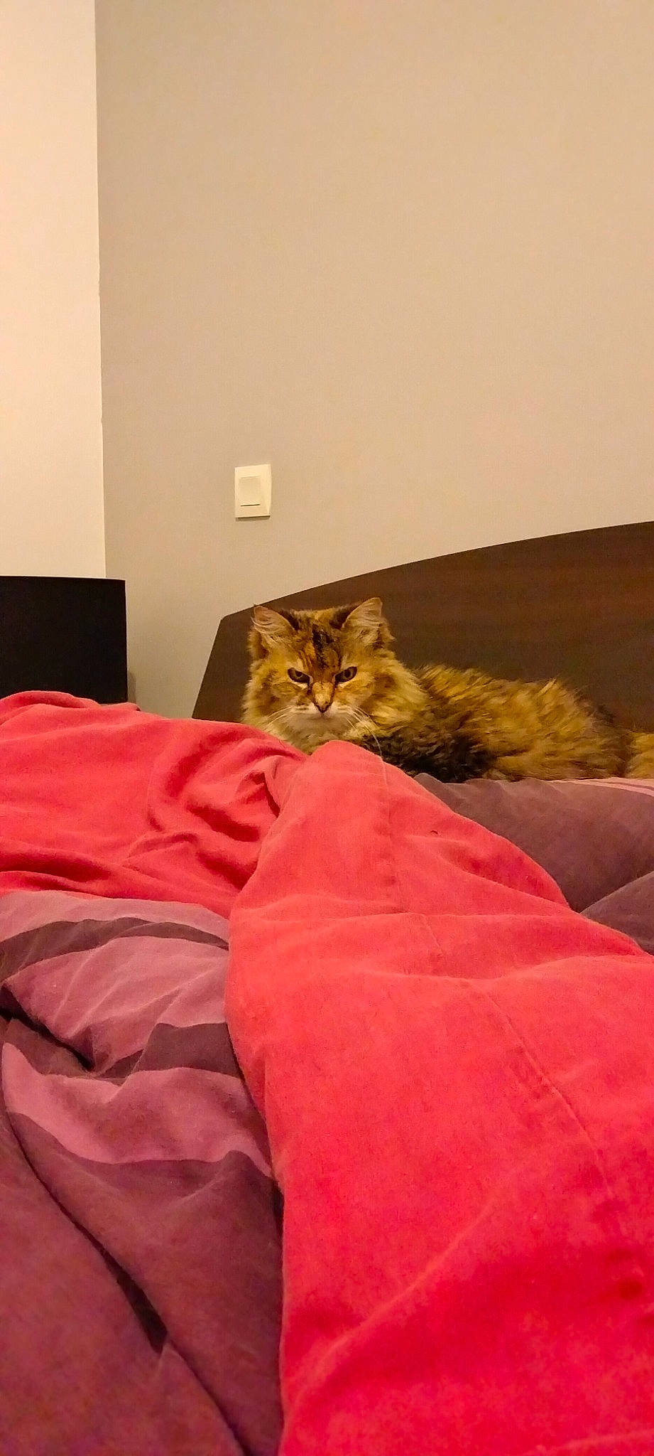 Câlinou participe au concours pour gagner de l'argent avec cette photo : bed, bed_sheet, bedding, bedroom, brown, carnivore, cat, comfort, duvet, felidae, flooring, fur, hardwood, linens, mattress, room, sleeve, small_to_medium_sized_cats, textile, wood