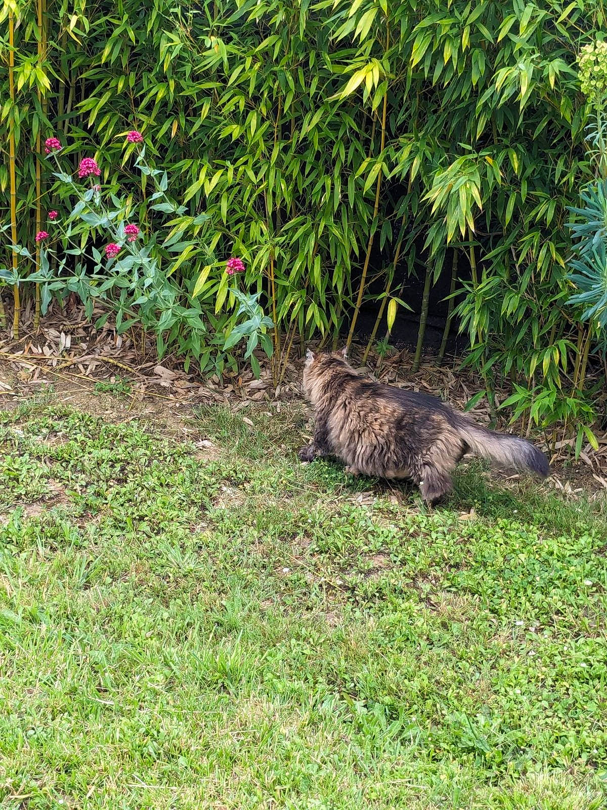 Câlinou a rejoint le concours — aidez-le/la à gagner de superbes lots ! carnivore, cat, crocodile, dog_breed, felidae, flower, grass, groundcover, iguania, lawn, nile_crocodile, plant, shrub, small_to_medium_sized_cats, soil, tail, terrestrial_animal, terrestrial_plant, whiskers, wildlife