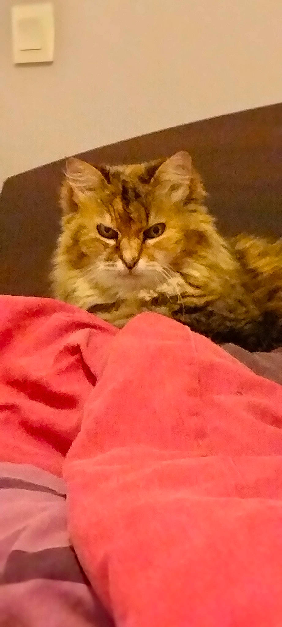 Câlinou a rejoint le concours — aidez-le/la à gagner de superbes lots ! bed, box, carnivore, cat, claw, comfort, domestic_short_haired_cat, fawn, felidae, fur, maine_coon, nap, paw, peach, small_to_medium_sized_cats, snout, tail, terrestrial_animal, whiskers