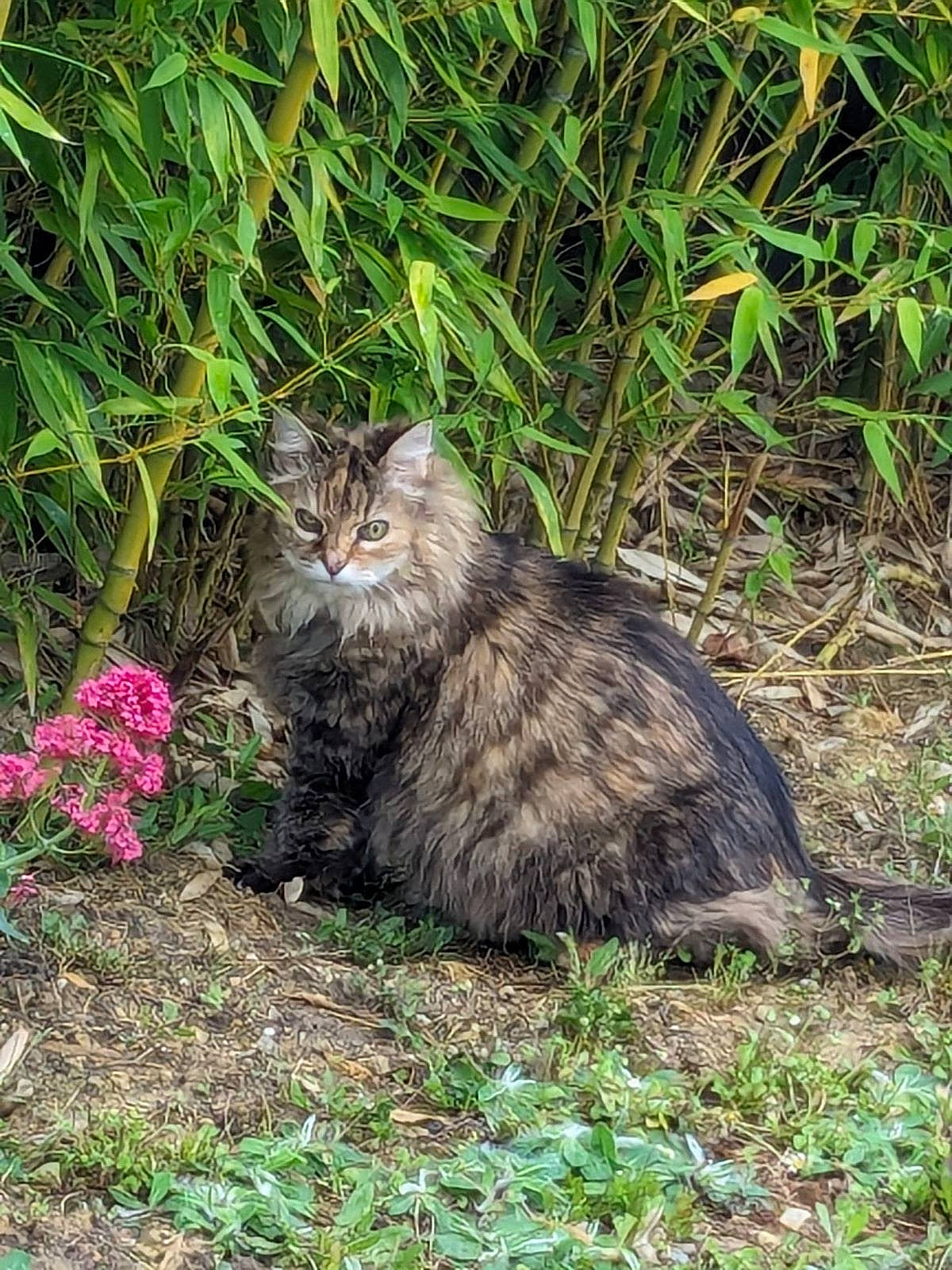 Câlinou participe au concours pour gagner de l'argent avec cette photo : carnivore, cat, domestic_short_haired_cat, felidae, flower, fur, grass, groundcover, herb, herbaceous_plant, plant, shrub, small_to_medium_sized_cats, snout, soil, subshrub, tail, terrestrial_animal, terrestrial_plant, whiskers