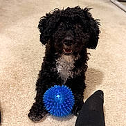 Hero is registered to the contest to win money with this photo: animal, black_fur, blue_ball, carpet, companion, curly_fur, cute, dog, excited, foot, fur, happy, indoor, paw, pet, playful, small_dog, sock, toy, white_fur