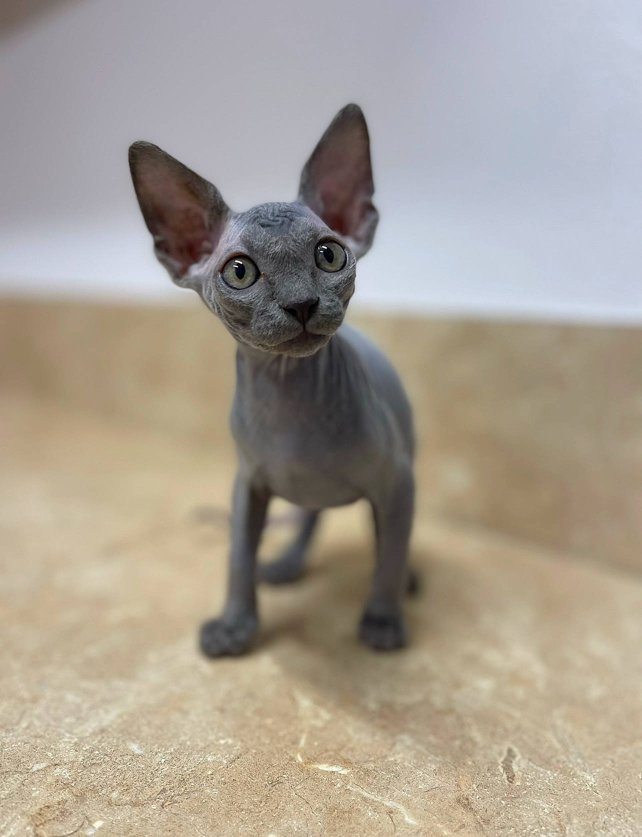 Ash is registered to the contest to win money with this photo: animal_figure, art, canidae, carnivore, cat, dog_breed, donskoy, fawn, felidae, grey, metal, sculpture, small_to_medium_sized_cats, snout, souvenir, tail, terrestrial_animal, toy, whiskers, wood