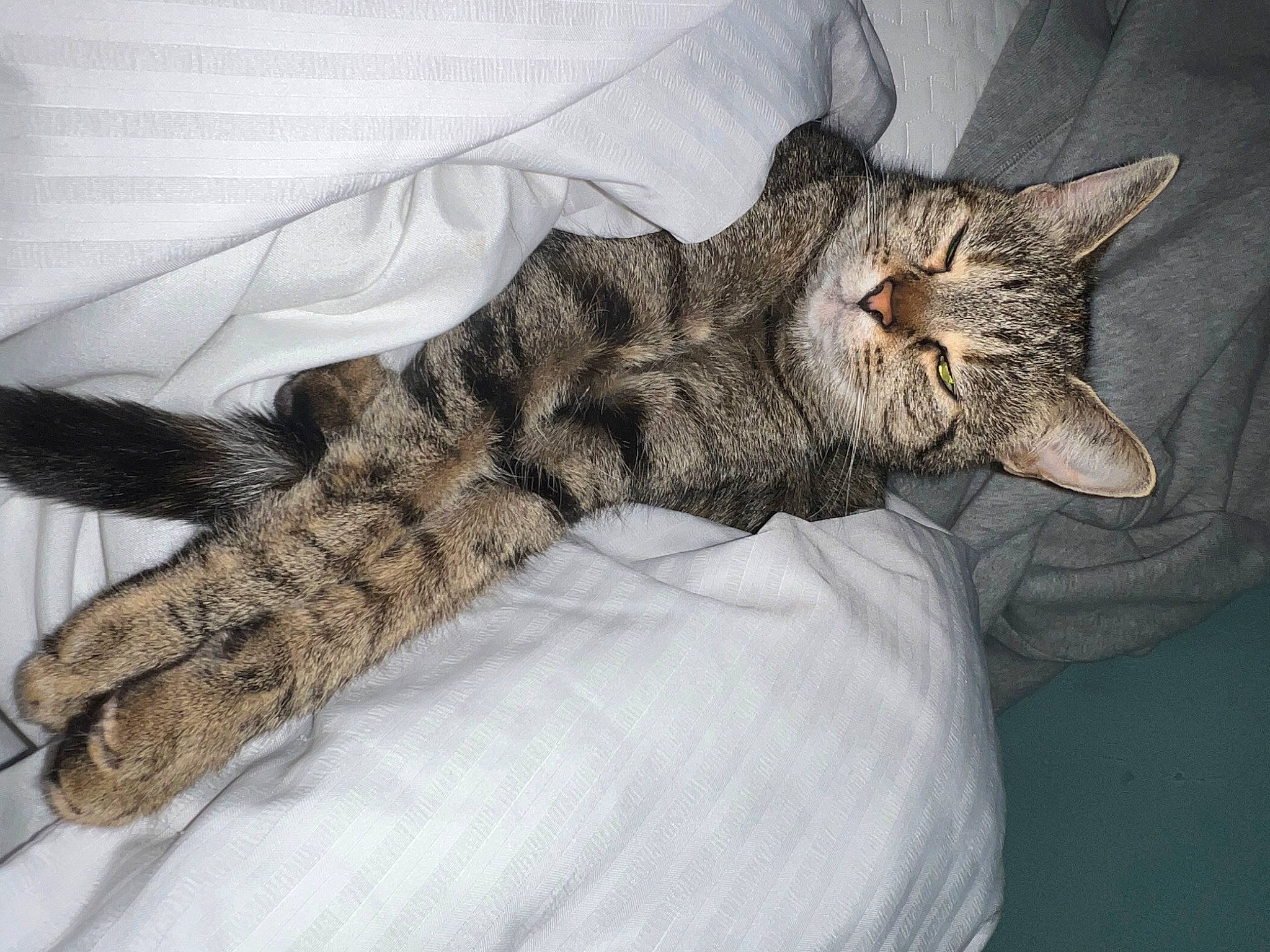 Daenerys is registered to the contest to win money with this photo: bed, carnivore, cat, claw, comfort, domestic_short_haired_cat, felidae, fur, gesture, leg, military_camouflage, nap, paw, sleep, small_to_medium_sized_cats, snout, tail, terrestrial_animal, whiskers, wildlife