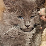 Ayoun a rejoint le concours — aidez-le/la à gagner de superbes lots ! animal, blanket, blue_eyes, cat, close_up, cozy, cute, feline, fluffy, gray_fur, indoor, kitten, paw, pet, relaxed, resting, sleepy, soft_texture, whiskers, young_cat