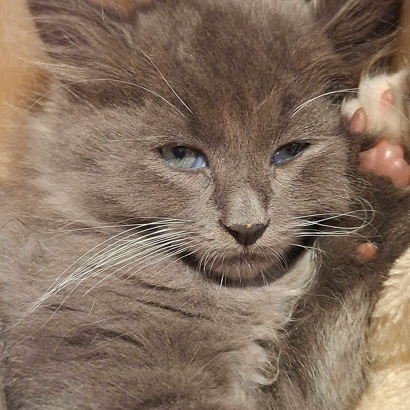 Ayoun a rejoint le concours — aidez-le/la à gagner de superbes lots ! animal, blanket, blue_eyes, cat, close_up, cozy, cute, feline, fluffy, gray_fur, indoor, kitten, paw, pet, relaxed, resting, sleepy, soft_texture, whiskers, young_cat