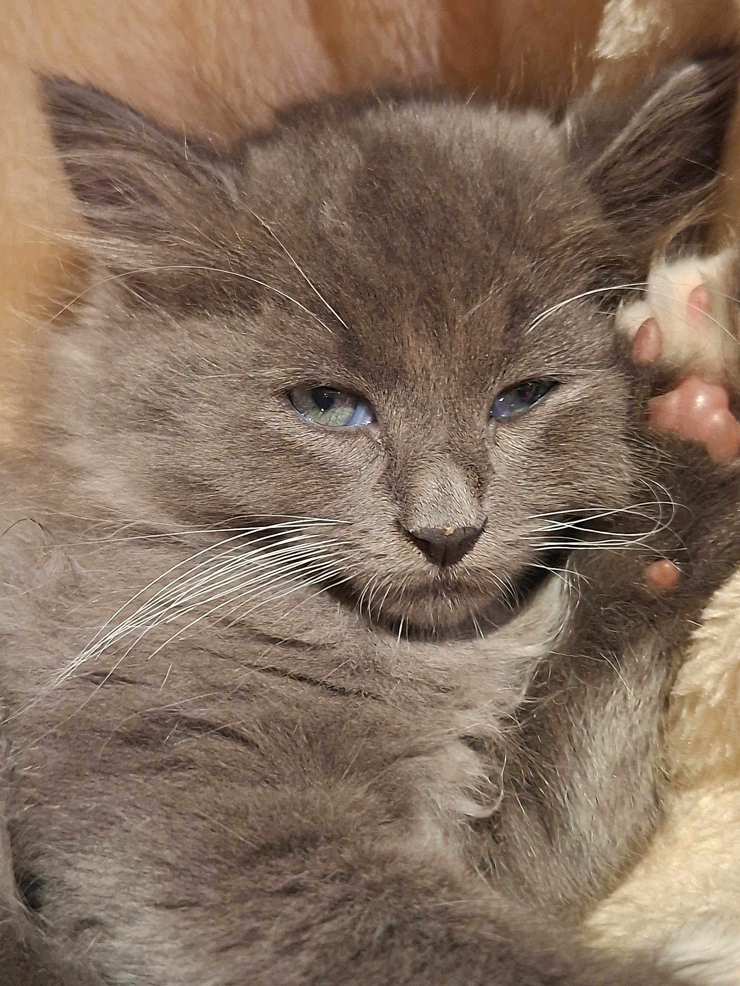Ayoun a rejoint le concours — aidez-le/la à gagner de superbes lots ! animal, blanket, blue_eyes, cat, close_up, cozy, cute, feline, fluffy, gray_fur, indoor, kitten, paw, pet, relaxed, resting, sleepy, soft_texture, whiskers, young_cat