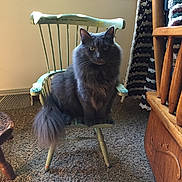 Gracie is registered to the contest to win money with this photo: cat, gray_cat, fluffy_cat, chair, wooden_chair, carpet, indoor, furniture, blanket, crocheted_blanket, window_sill, plant, home, pet, animal, sitting, looking, feline, cozy, decor