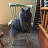 cat, gray_cat, fluffy_cat, chair, wooden_chair, carpet, indoor, furniture, blanket, crocheted_blanket, window_sill, plant, home, pet, animal, sitting, looking, feline, cozy, decor