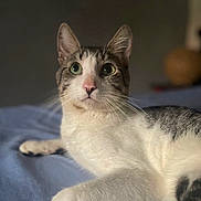 Toto is registered to the contest to win money with this photo: alert, animal, bed, blue_blanket, cat, close_up, ears, feline, fur, gray_and_white, green_eyes, home, indoors, lying_down, pet, photography, pink_nose, portrait, relaxed, whiskers