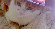 Vanille participe au concours pour gagner de l'argent avec cette photo : cat, pet, animal, orange_and_white, hat, pink, purple, tulle, fabric, blanket, cozy, resting, indoor, cute, domestic_cat, feline, fur, whiskers, relaxed, soft_texture
