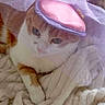 cat, pet, animal, orange_and_white, hat, pink, purple, tulle, fabric, blanket, cozy, resting, indoor, cute, domestic_cat, feline, fur, whiskers, relaxed, soft_texture