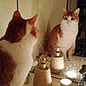 Vanille a rejoint le concours — aidez-le/la à gagner de superbes lots ! cat, orange_and_white, reflection, mirror, bathroom, counter, candle, soap_dispenser, pet, curious, indoor, feline, whiskers, ears, sitting, looking, still_life, lighting, household, domestic