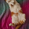 cat, orange_cat, white_cat, sleeping, relaxed, blanket, colorful_blanket, indoor, pet, feline, fur, tail, paws, cute, cozy, resting, animal, domestic_cat, soft_texture, peaceful