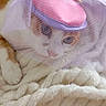 Vanille participe au concours pour gagner de l'argent avec cette photo : cat, pet, animal, orange_and_white_cat, hat, tulle, pink, purple, blanket, cozy, soft_texture, indoor, resting, cute, feline, fur, whiskers, close_up, domestic_animal, adorable