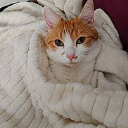 Vanille participe au concours pour gagner de l'argent avec cette photo : cat, orange_and_white, blanket, cozy, fur, pet, indoor, resting, cute, animal, soft_texture, relaxed, portrait, whiskers, ears, face, pink_nose, feline, home, comfort