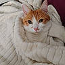 cat, orange_and_white, blanket, cozy, fur, pet, indoor, resting, cute, animal, soft_texture, relaxed, portrait, whiskers, ears, face, pink_nose, feline, home, comfort
