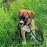 Ice participe au concours pour gagner de l'argent avec cette photo : animal, brown_dog, canine, curious, dog, field, fur, grass, greenery, leash, nature, outdoor, pet, puppy, sitting, summer, sunlight, tree, white_paws, young_dog