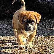 Ice participe au concours pour gagner de l'argent avec cette photo : puppy, dog, young_dog, walking, outdoor, gravel, sunlight, shadow, brown_fur, white_paws, blue_eyes, car_tire, animal, pet, cute, fur, canine, mammal, nature, daylight