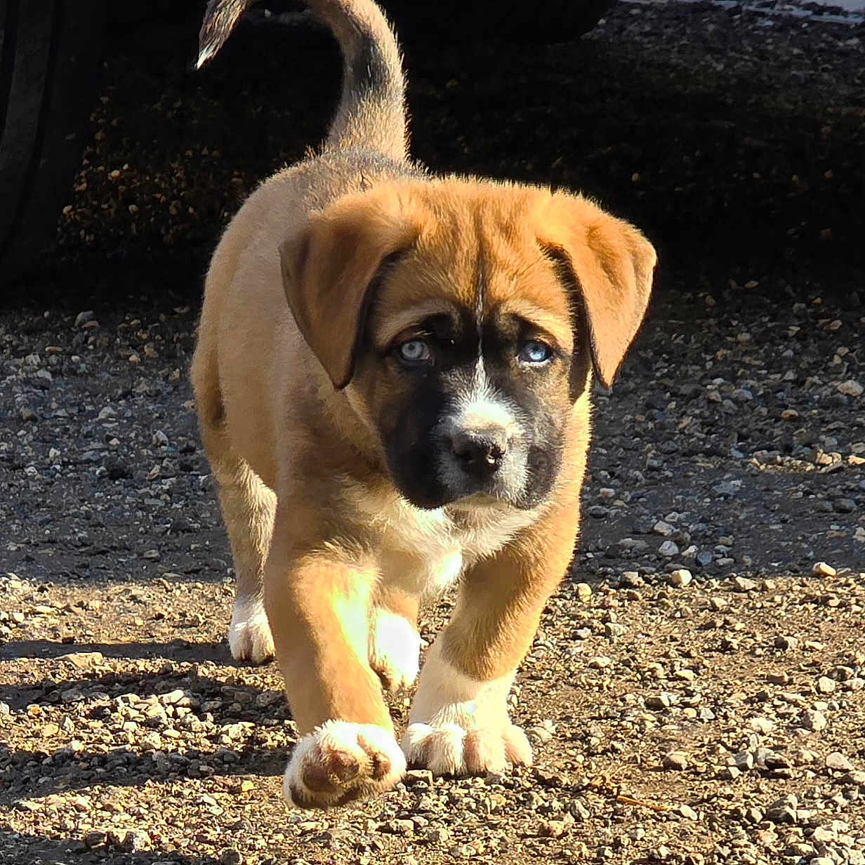 Ice participe au concours pour gagner de l'argent avec cette photo : puppy, dog, young_dog, walking, outdoor, gravel, sunlight, shadow, brown_fur, white_paws, blue_eyes, car_tire, animal, pet, cute, fur, canine, mammal, nature, daylight