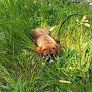 Ice participe au concours pour gagner de l'argent avec cette photo : animal, canine, dog, ears, field, fur, grass, greenery, hiding, nature, outdoor, plants, playful, puppy, snout, stone_wall, summer, sunlight, tail, young_dog