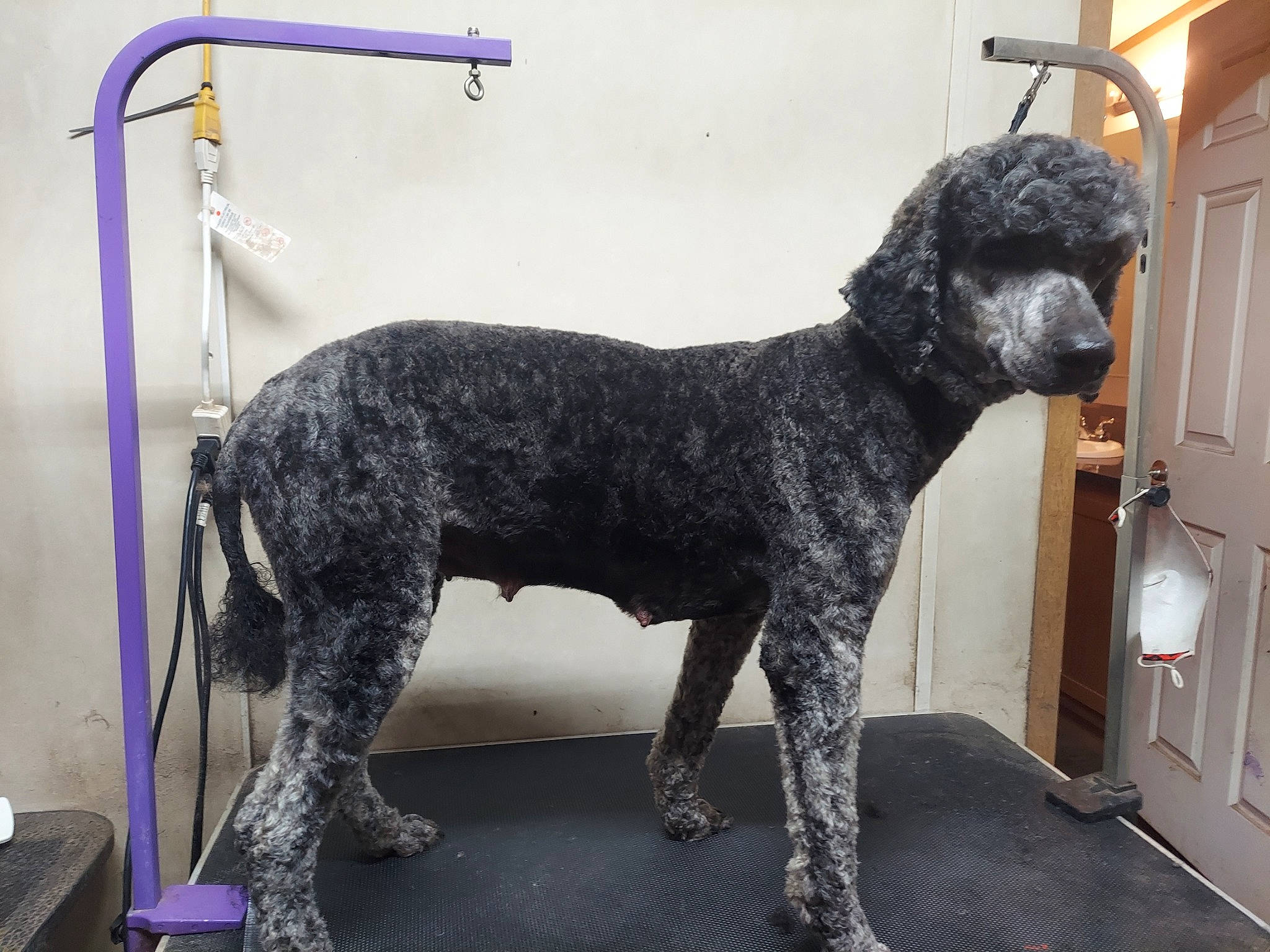 Mercades is registered to the contest to win money with this photo: canidae, collar, companion_dog, dog, dog_breed, dog_collar, flooring, fur, grey, leash, metal, non_sporting_group, pet_supply, spaniel, standard_poodle, tail, terrier, toy_dog, water_dog, working_animal