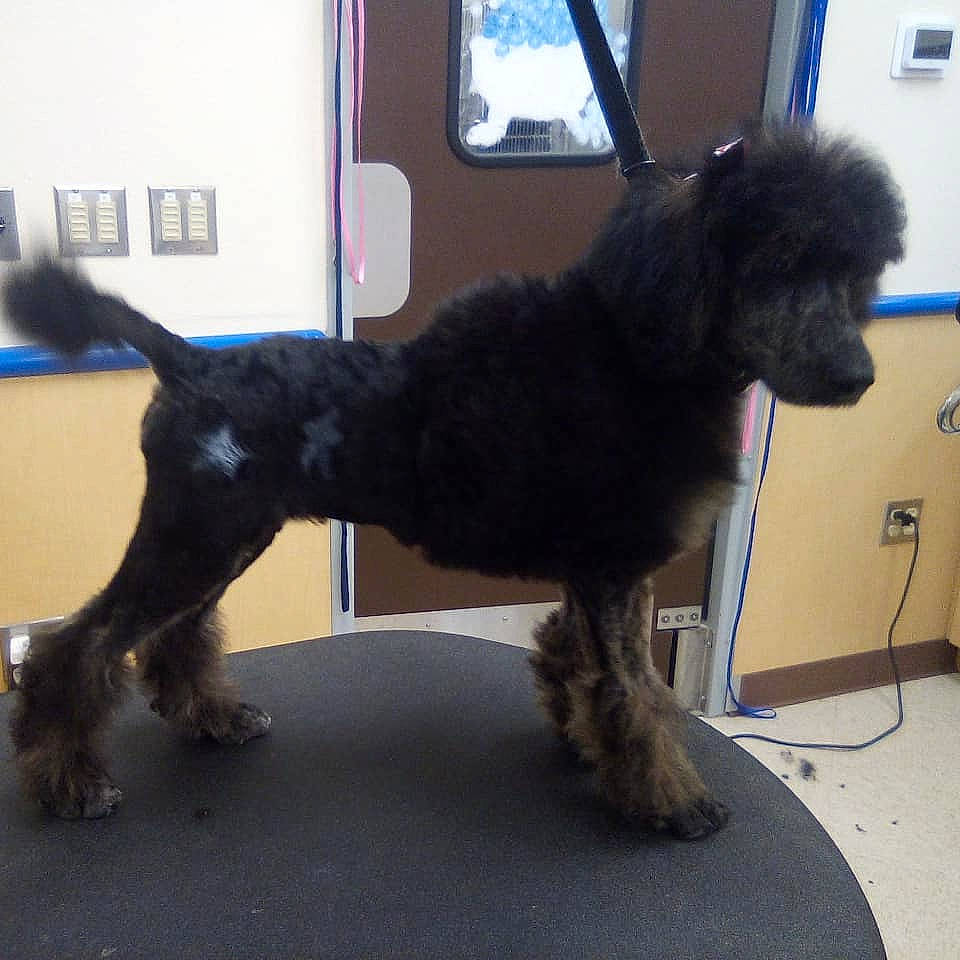 Mercades joined the competition — help win amazing prizes! canidae, carnivore, companion_dog, dog, dog_breed, labradoodle, mammal, miniature_poodle, non_sporting_group, poodle, poodle_crossbreed, portuguese_water_dog, sporting_group, standard_poodle, tail, terrier, toy_dog, toy_poodle, vertebrate