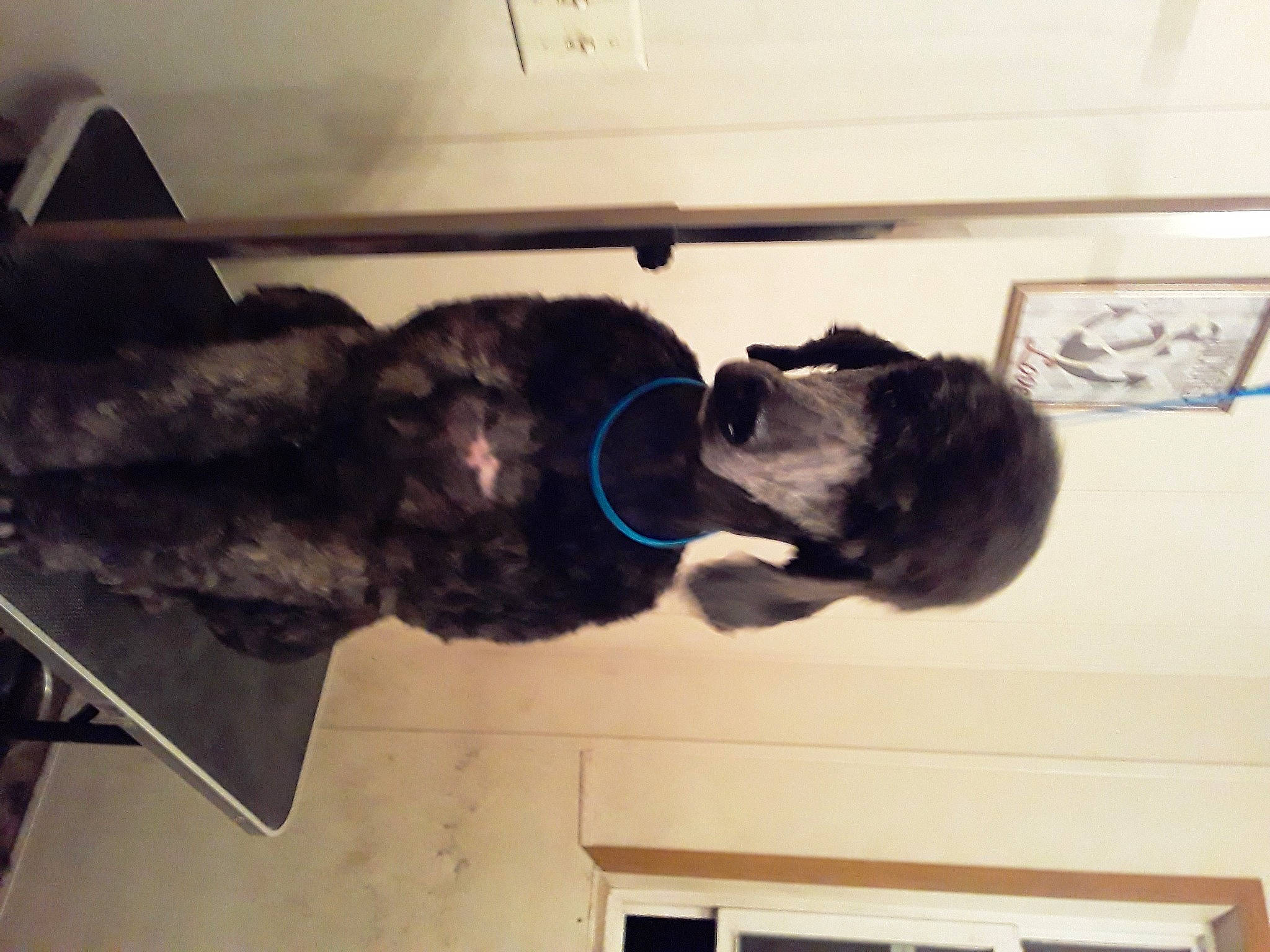 Mercades joined the competition — help win amazing prizes! canidae, sporting_group, square