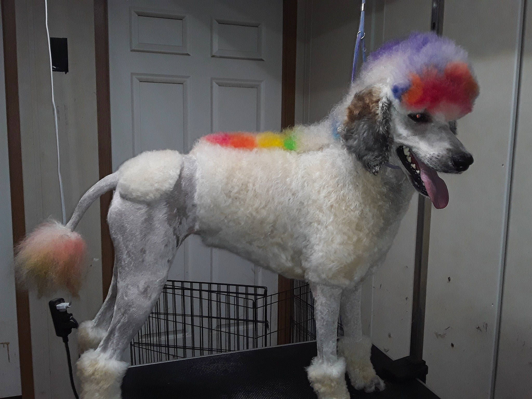 Tesla joined the competition — help win amazing prizes! canidae, carnivore, companion_dog, dog, dog_breed, dog_supply, door, fawn, fixture, fur, home_door, non_sporting_group, pet_supply, poodle, snout, sporting_group, standard_poodle, tail, water_dog, window