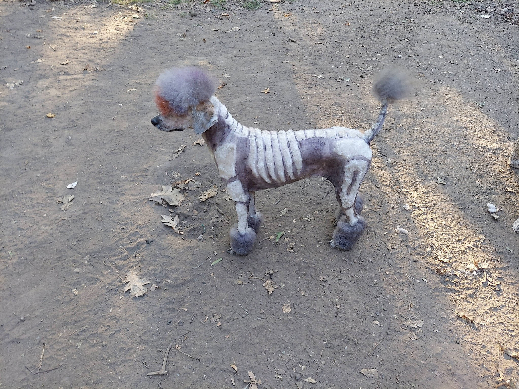 Tesla is registered to the contest to win money with this photo: asphalt, canidae, carnivore, companion_dog, dog, dog_breed, dog_supply, fawn, leash, pet_supply, road_surface, shadow, snout, soil, sporting_group, tail, terrestrial_animal, tracking_trial, walking, working_animal