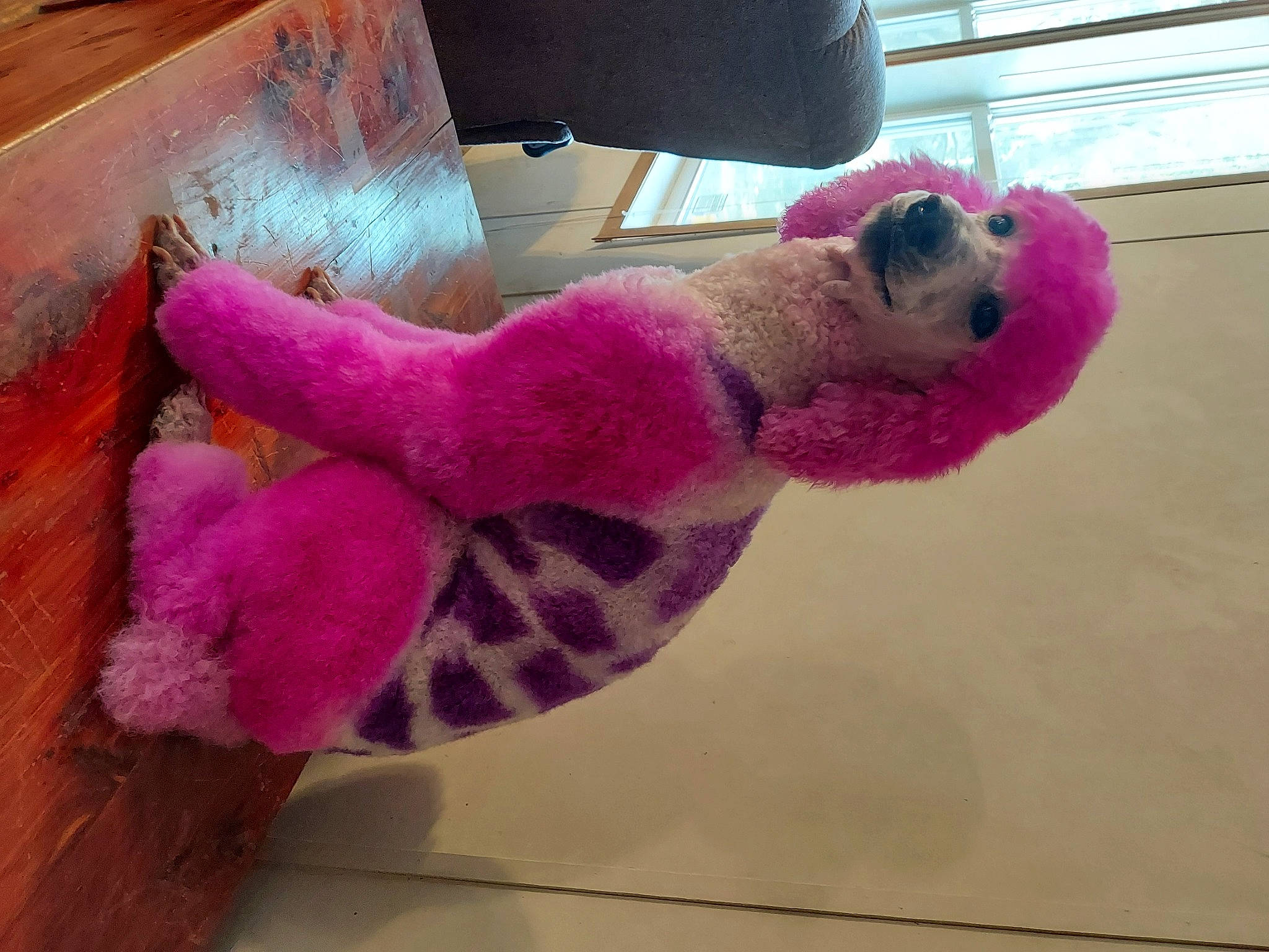 Molly joined the competition — help win amazing prizes! art, baby_toys, creative_arts, fawn, fur, linens, magenta, pattern, pink, plush, purple, stuffed_toy, tail, textile, thread, toy, violet, window, wool, woolen