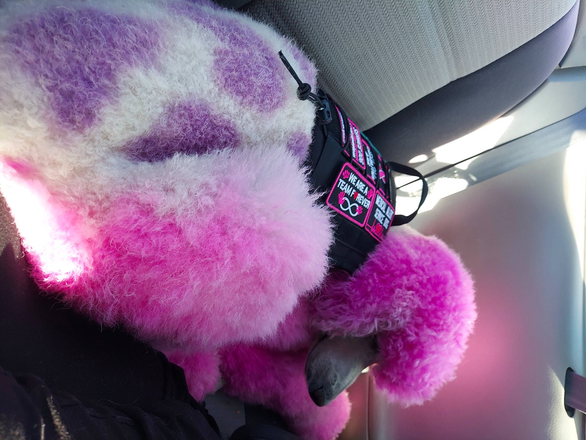 Molly joined the competition — help win amazing prizes! audio_equipment, baby_toys, beanie, cap, car_seat, fashion_accessory, fur, fur_clothing, head_restraint, magenta, pink, plush, purple, scarf, stuffed_toy, teddy_bear, toy, vehicle_door, violet, wool