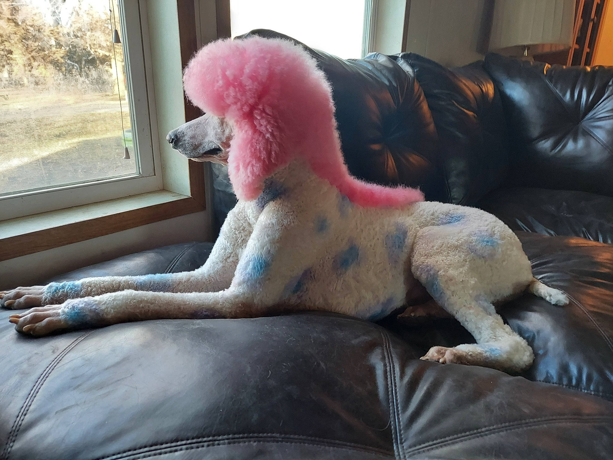 Molly joined the competition — help win amazing prizes! art, comfort, companion_dog, couch, fawn, fur_clothing, human_leg, leg, mammal, plush, room, snout, studio_couch, stuffed_toy, tail, textile, thigh, toy, vertebrate, window
