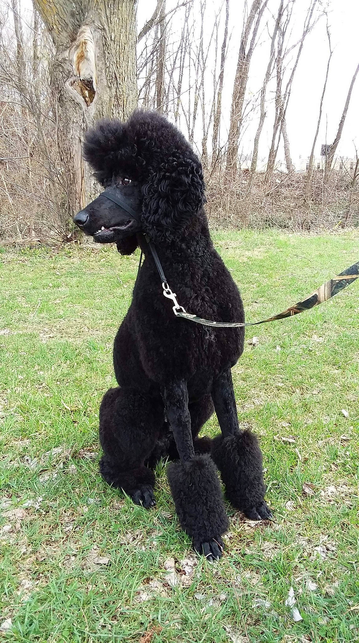 Audi is registered to the contest to win money with this photo: canidae, carnivore, companion_dog, dog, dog_breed, irish_water_spaniel, mammal, miniature_poodle, non_sporting_group, poodle, poodle_crossbreed, spaniel, sporting_group, standard_poodle, toy_dog, toy_poodle, vertebrate, water_dog