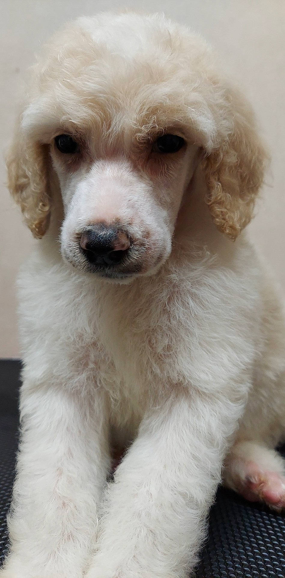 Aston Martin joined the competition — help win amazing prizes! canidae, carnivore, companion_dog, dog, dog_breed, ear, eye, fawn, fur, head, snout, sporting_group, terrestrial_animal, whiskers, working_animal