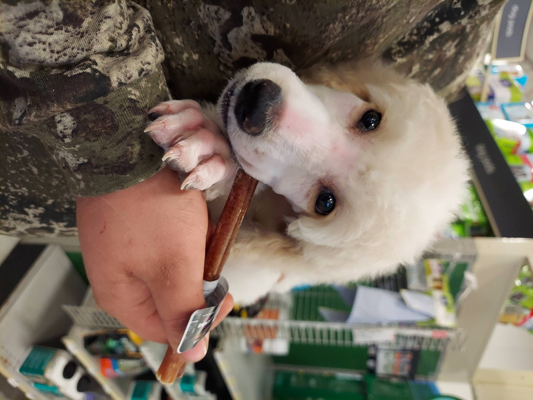 Aston Martin joined the competition — help win amazing prizes! canidae, carnivore, companion_dog, dog, dog_breed, fawn, fur, nail, non_sporting_group, puppy, rock, selfie, snout, spitz, sporting_group, stuffed_toy, toy, toy_dog, whiskers