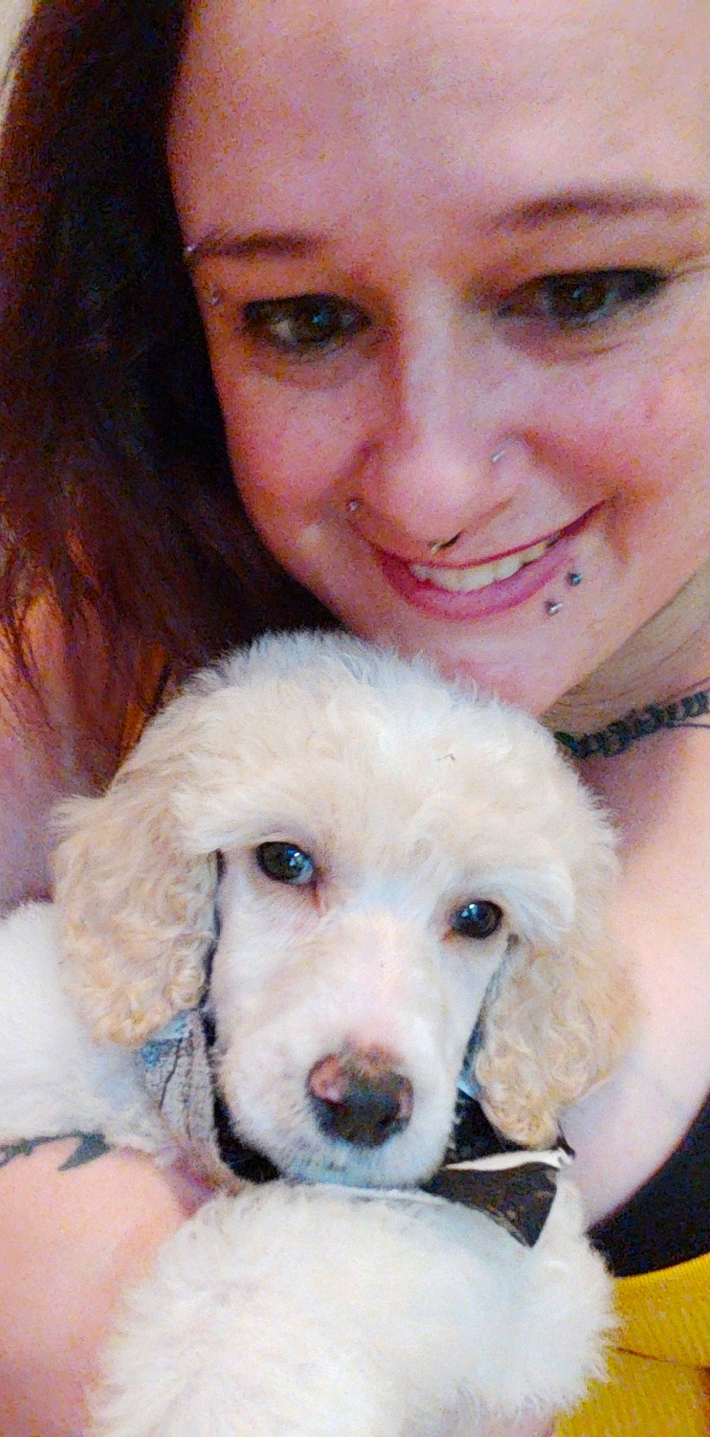 Aston Martin joined the competition — help win amazing prizes! carnivore, companion_dog, dog, dog_breed, ear, eyelash, fawn, fun, fur, happy, labradoodle, nose, organ, puppy_love, skin, smile, snout, sporting_group, toy_dog, white