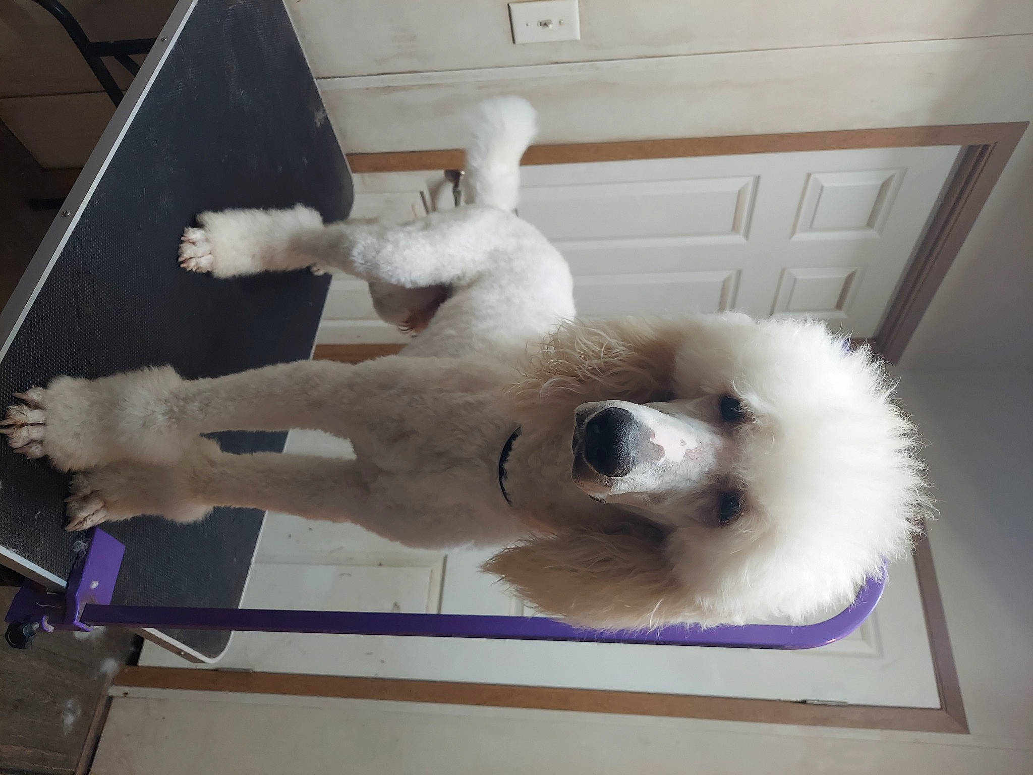 Aston Martin joined the competition — help win amazing prizes! canidae, carnivore, companion_dog, dog, dog_breed, door, fawn, fur, giant_dog_breed, non_sporting_group, paw, polish_tatra_sheepdog, samoyed, snout, sporting_group, tail, white, working_animal