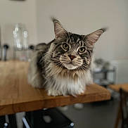 Soko participe au concours pour gagner de l'argent avec cette photo : cat, maine_coon, fluffy, table, wooden_table, indoor, pet, animal, feline, curious, close_up, domestic_cat, whiskers, ears, eyes, fur, sitting, blurred_background, household, cozy