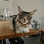 cat, maine_coon, fluffy, table, wooden_table, indoor, pet, animal, feline, curious, close_up, domestic_cat, whiskers, ears, eyes, fur, sitting, blurred_background, household, cozy