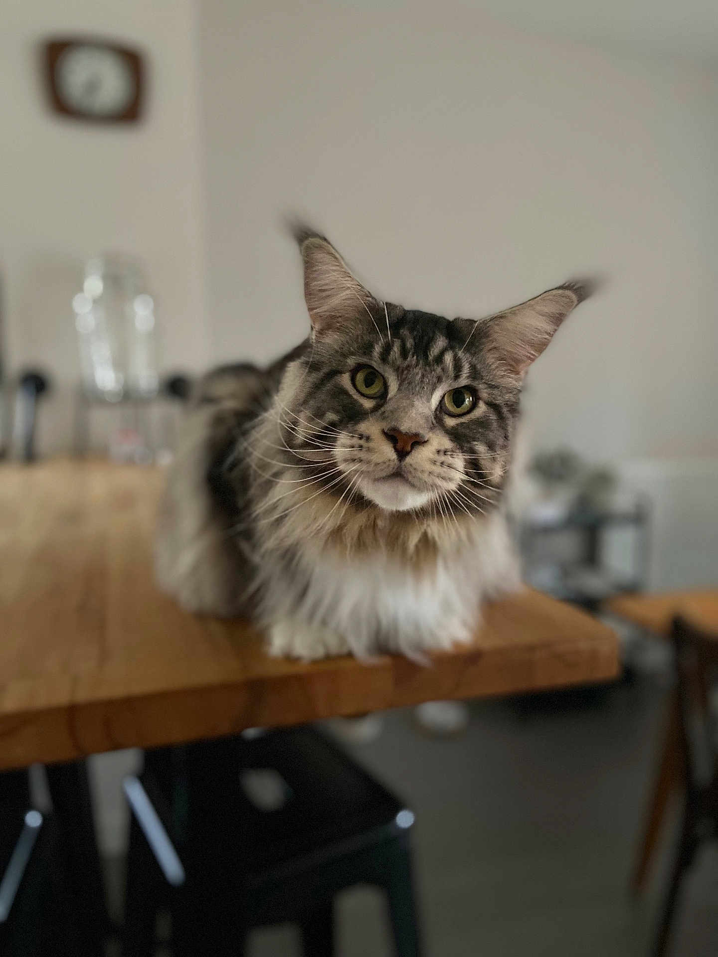 Soko participe au concours pour gagner de l'argent avec cette photo : cat, maine_coon, fluffy, table, wooden_table, indoor, pet, animal, feline, curious, close_up, domestic_cat, whiskers, ears, eyes, fur, sitting, blurred_background, household, cozy