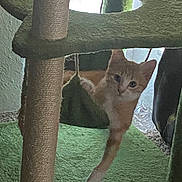 Princeton is registered to the contest to win money with this photo: animal, cat, cat_tree, cozy, curious, cute, domestic, feline, fur, green, indoor, looking, mammal, orange_cat, paw, pet, playful, resting, whiskers, young_cat