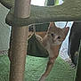 animal, cat, cat_tree, cozy, curious, cute, domestic, feline, fur, green, indoor, looking, mammal, orange_cat, paw, pet, playful, resting, whiskers, young_cat