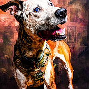 Doug participe au concours pour gagner de l'argent avec cette photo : animal, background, brown, canine, closeup, dog, ears, expressive, floor, happy, harness, indoor, looking_away, mouth_open, pet, portrait, speckled, studio, teeth, white