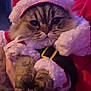 Auréo participe au concours pour gagner de l'argent avec cette photo : cat, fluffy, costume, santa_outfit, holiday, pet, feline, cute, fur, animal, indoors, closeup, paws, whiskers, face, christmas, festive, warm, adorable, held