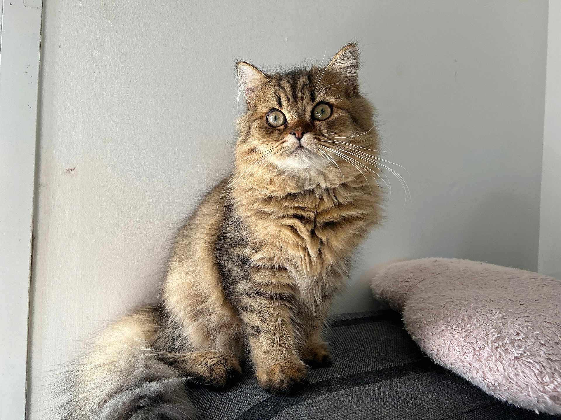 Auréo a rejoint le concours — aidez-le/la à gagner de superbes lots ! cat, tabby, fluffy, pet, feline, animal, indoor, curious, sitting, soft_pillow, fur, whiskers, tail, ears, eyes, domestic, cute, mammal, household, portrait