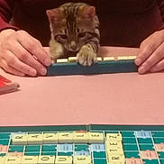 Vénus a rejoint le concours — aidez-le/la à gagner de superbes lots ! board_game, cat, competition, curious, cute, focus, game, hands, indoor, kitten, letters, paw, person, pet, playing, rack, red_shirt, scrabble, table, tiles