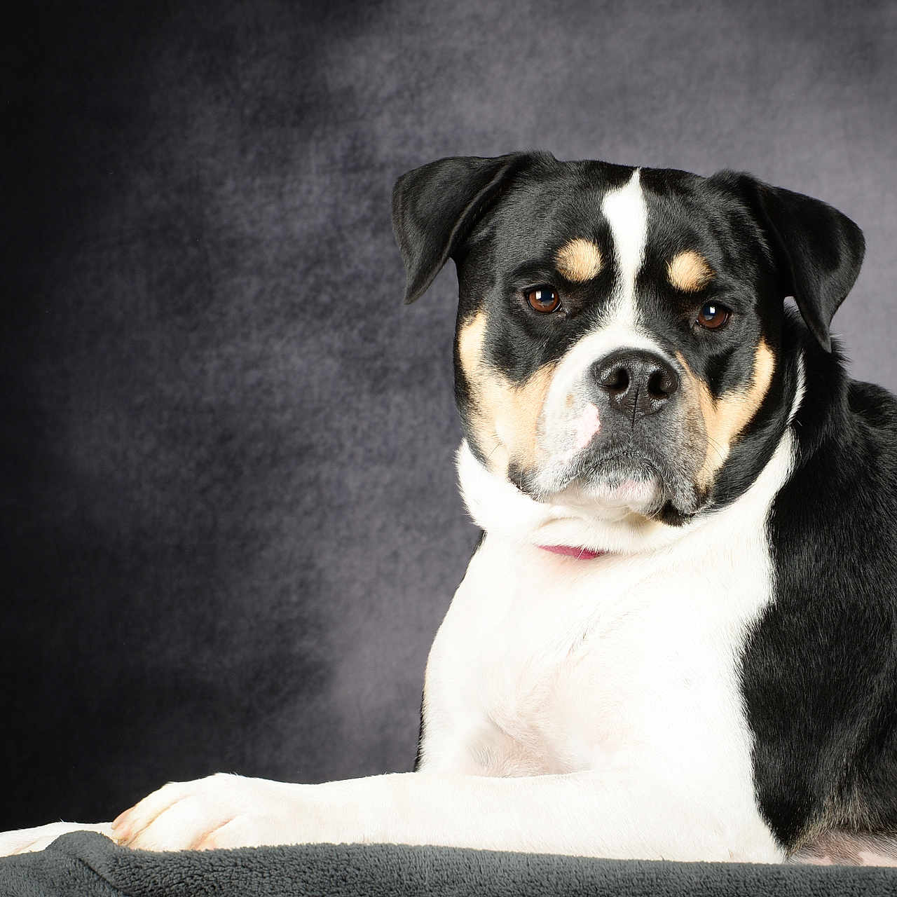 Bella a rejoint le concours — aidez-le/la à gagner de superbes lots ! animal, appenzeller, beagle, bostonbull, boxer, bulldog, canine, couch, dog, frenchbulldog, furniture, hound, labradorretriever, pet, pitbull, pointer, pug, puppy, snout, terrier