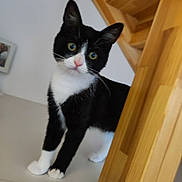 Kitty a rejoint le concours — aidez-le/la à gagner de superbes lots ! cat, black_and_white, curious, indoor, staircase, wood, pet, animal, feline, whiskers, green_eyes, tilted_head, paw, domestic_cat, looking, closeup, household, cute, young_cat, playful